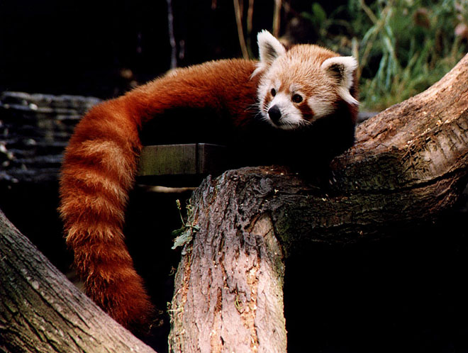 Panda červená